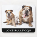 Recherche de bulldog tapis souris Chiots