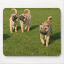 Recherche de pei shar tapis souris Chien