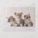 Zoek naar welsh briefkaarten Dieren