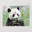 Recherche de panda géant cartes postales Photographie