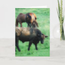 Zoek naar twee paarden kaarten Paardachtigen