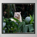 Recherche de tigre blanc posters Pour tous