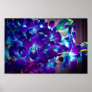 Recherche de orchidée bleue posters Nature