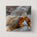 Recherche de singes badges Faune