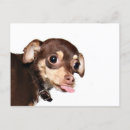 Recherche de le bronx cartes postales Animal