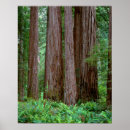 Recherche de stout posters Californie