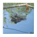 Recherche de grenouille carreaux Étang