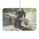 Recherche de canines voiture accessoires Animal