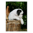 Zoek naar boxer puppy briefkaarten Canine fotograaf