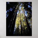 Recherche de autoroute posters Arbres