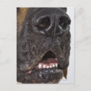 Recherche de grande bouche cartes postales Chien