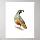 Zoek naar patrijs posters Vogel