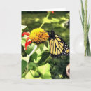 Recherche de tithonia Monarque