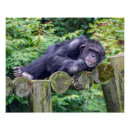 Zoek naar grappige chimpansee kunst Aap