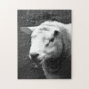 Recherche de mouton puzzles Animal de ferme
