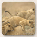 Zoek naar tanzania onderzetters Natuur