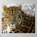 Recherche de léopard vert posters Animal