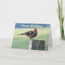 Recherche de pinson Oiseaux