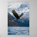 Zoek naar adelaars kunst Amerikaanse zeearend