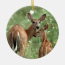 Recherche de cerfs communs de queue Faon