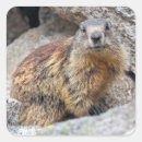 Recherche de alpin autocollants Marmotte