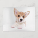 Recherche de cor cartes postales Chiot