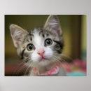 Zoek naar groene ogen posters Schattig kitten
