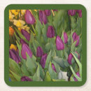 Recherche de fleur tulipe de dessous de verres Jardin