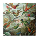 Recherche de colibri carreaux Forêt tropicale