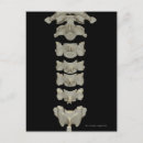 Recherche de vertèbres cervicales posters Vue arrière