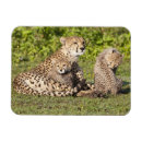 Recherche de tanzanie magnets Faune