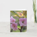 Recherche de fleurs pomme vœux cartes Fleur de pomme