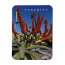 Recherche de aloe magnete Plante