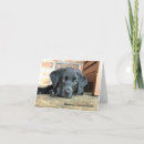 Recherche de labrador noir vœux cartes Laboratoire
