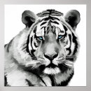 Recherche de yeux de tigre posters Félin