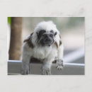 Recherche de barbe cartes postales Poilu