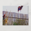 Recherche de lutteur cartes postales Amour
