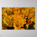 Zoek naar krokus posters Tuin