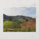 Recherche de le kerala cartes postales Plantation