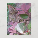 Recherche de eyes cartes postales Chats