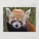 Recherche de bandit cartes postales Animal
