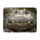 Recherche de alligators magnets Animal