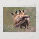 Recherche de canid cartes postales Animal