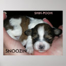 Zoek naar shihtzu posters Puppy