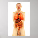 Recherche de appareil respiratoire posters Représentation humaine
