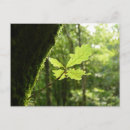 Zoek naar eiken briefkaarten Natuur