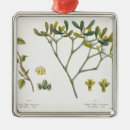 Recherche de gui ornements Botanique
