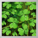 Recherche de shamrocks posters Nature