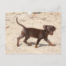 Zoek naar walking briefkaarten Puppy