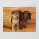Recherche de marionnette cartes postales Chiots